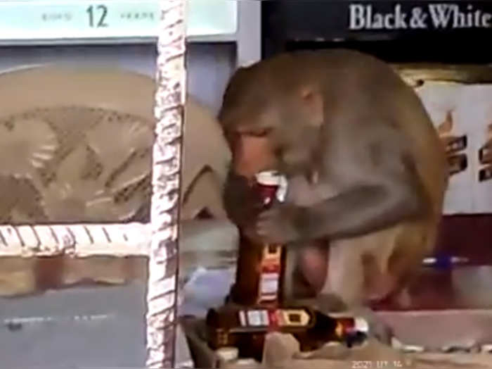 monkey drinking sharab in wine shop madhya pradesh watch shocking video