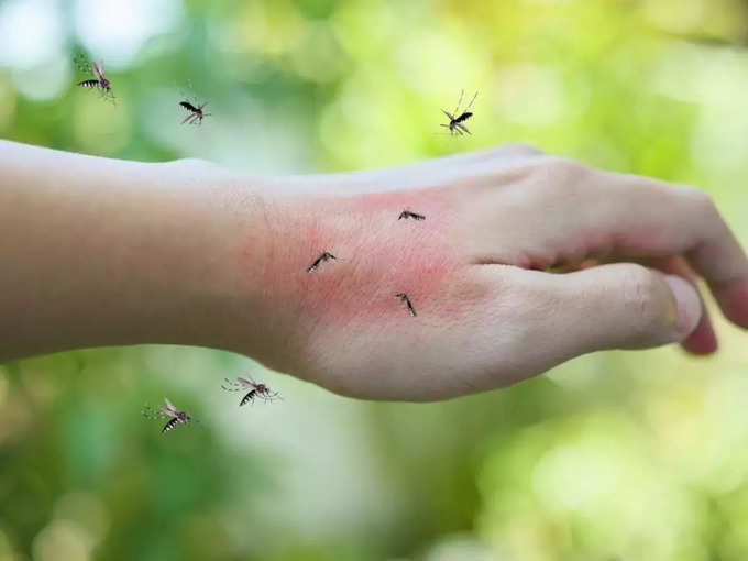 कोणत्या वेळी व कुठे चावतो डेंग्यूचा मच्छर