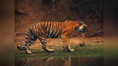International Tiger Day 2021: जानिए टाइगर्स के बारे में अनजान बातें