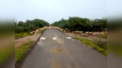 वीडियो: 3000 काले हिरण ने ऐसे पार की सड़क, PM मोदी बोले- Excellent!