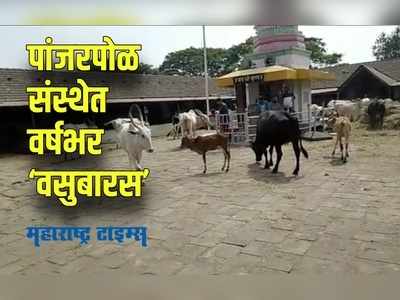 Kolhapur : पांजरपोळ संस्थेत केलं जातं २८० गायींचे पालनपोषण