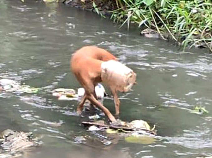 बीएमसी ने क्या लिखा ट्विटर पर?