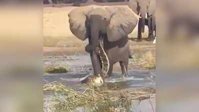 गुस्साए हाथी ने मगरमच्छ का कर दिया बुरा हाल, वीडियो बड़ा ही भयानक है