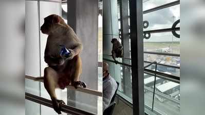 हवाई अड्डे के अंदर दिखा बंदर, एक्ट्रेस ने शेयर किया शॉकिंग वीडियो