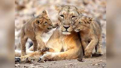 World Lion Day 2021 : ट्रेंड हुआ विश्व शेर दिवस, लोगों ने शेरों के संरक्षण के लिए किया प्रण!