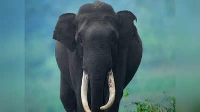 World Elephant Day 2021 विश्व हाथी दिवस: हाथियों के बारे में 10 बातें, जो शायद ही आप जानते होंगे