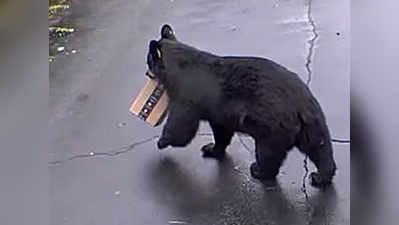 भालू का अमेजॉन पैकेज चुराने का वीडियो वायरल, क्या था बॉक्स में?