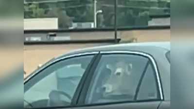 महिला ने गाय को कार की बैक सीट पर बैठाया, फिर मैकडॉनल्ड में ले गई!