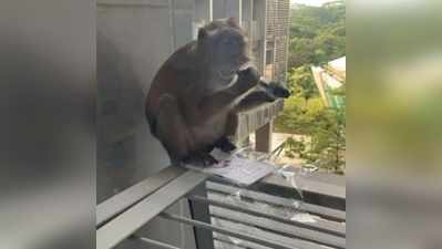 कॉलेज में घुसा बंदर, भूख लगी तो खाने लगा स्टूडेंट्स का नया टैबलेट