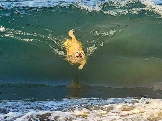 कभी तैरते हुए कुत्ते का चेहरा देखा था?