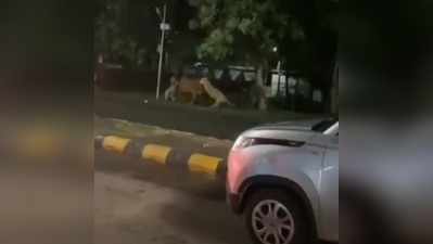 2 शेरों ने सड़क पर ही किया गाय का शिकार, पास से ही गुजर रही थी कारें