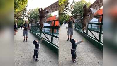 छोटे से बालक ने जब दुनिया के सबसे ऊंचे जानवर को हाथ से खिलाया खाना!