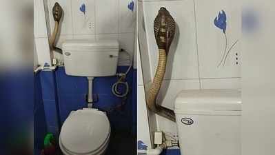 टॉयलेट में फन फैलाए बैठा था किंग कोबरा, लोग बोले- पेट 2 मिनट में साफ हो जाएगा!