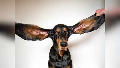 दुनिया में सबसे लंबे हैं इस कुत्ते के कान, लगता है हाथी को टक्कर देने चला था!