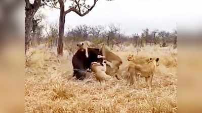 भैंसे को निपटाने वाले थे 8 शेर, लेकिन दोस्तों ने फिल्मी स्टाइल में उसे बचा लिया