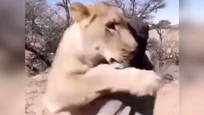 वीडियो: जब शेर से लेकर हाथी ने प्यार से दी इंसान को जादू की झप्पी