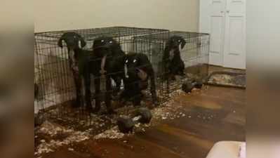 20 मासूम कुत्तों को पिंजरे में रखा कैद, ऐसी हालत कर दी कि सुनकर डर जाओगे!