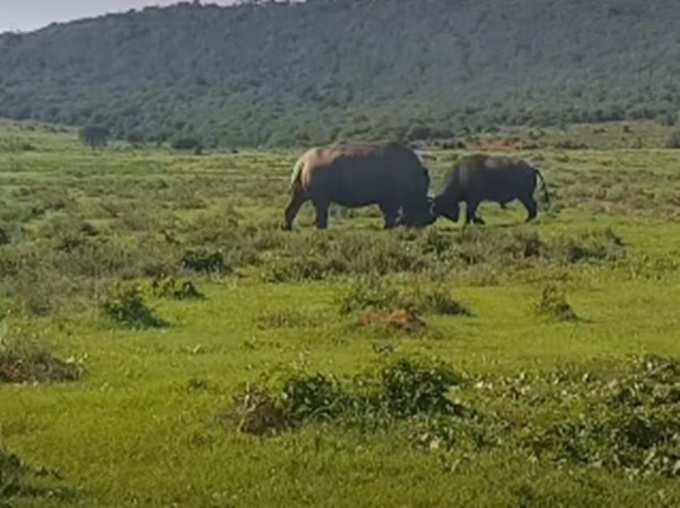 गैंडा भी डटकर करता है मुकाबला