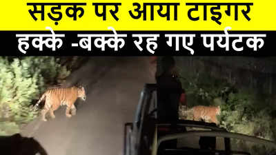 राजस्थान: सड़क पर आया टाइगर, हक्के बक्के रह गए पर्यटक, देखें Video