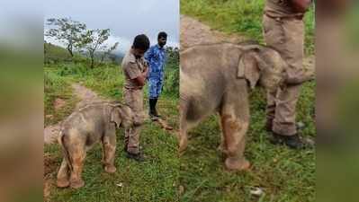 रेंजर्स ने हाथी के बच्चे को मां से मिलवाया, तस्वीर ने लोगों को भावुक कर दिया