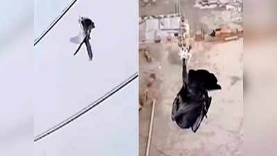 बिजली के तार में 12 घंटे से फंसा था पक्षी, पुलिस ने हाईटैक जुगाड़ से बचाई जान