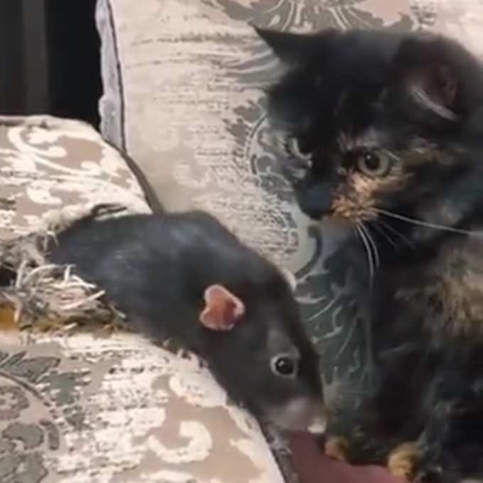 चूहे से डर गई बिल्ली