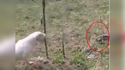 Funny: कुत्ते पर छिपकली ने किया अटैक, वीडियो देखकर हंसी नहीं कंट्रोल होगी
