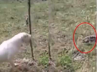 Funny: कुत्ते पर छिपकली ने किया अटैक, वीडियो देखकर हंसी नहीं कंट्रोल होगी