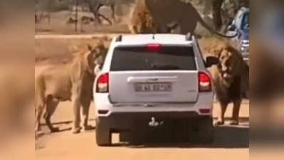 वीडियो: बब्बर शेरों ने SUV को घेरा, एक तो बोनट पर ही चढ़ गया