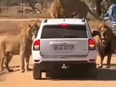 वीडियो: बब्बर शेरों ने SUV को घेरा, एक तो बोनट पर ही चढ़ गया