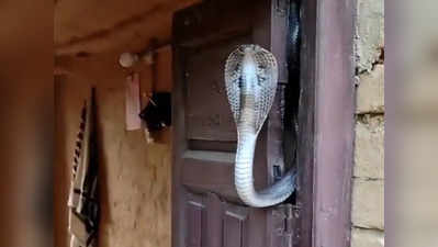 दरवाजे पर फन फैलाए बैठा था कोबरा, लोग बोले- बिन बुलाए मेहमान नहीं आएंगे!