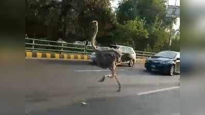 लाहौर की सड़क पर दौड़ा शुतुरमुर्ग, लोगों को यकीन नहीं हुआ