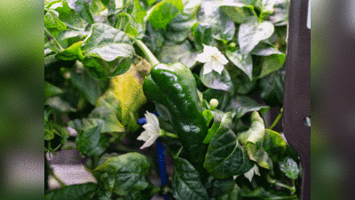 अंतरिक्ष में बनी ताजी सब्‍जी, नासा ने पहली बार स्‍पेस स्‍टेशन पर उगाया शिमला मिर्च