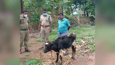 கன்றுக்குட்டியை அடிச்சி தூக்கிய சிறுத்தைப்புலி... பொதுமக்கள் பீதி!