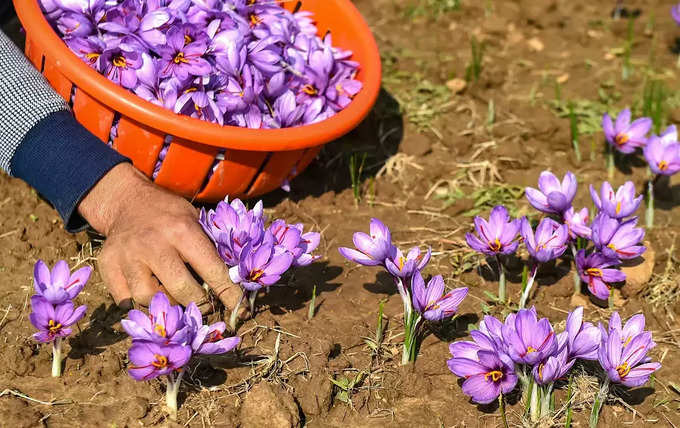 काश्मीरमध्ये केशराची शेती