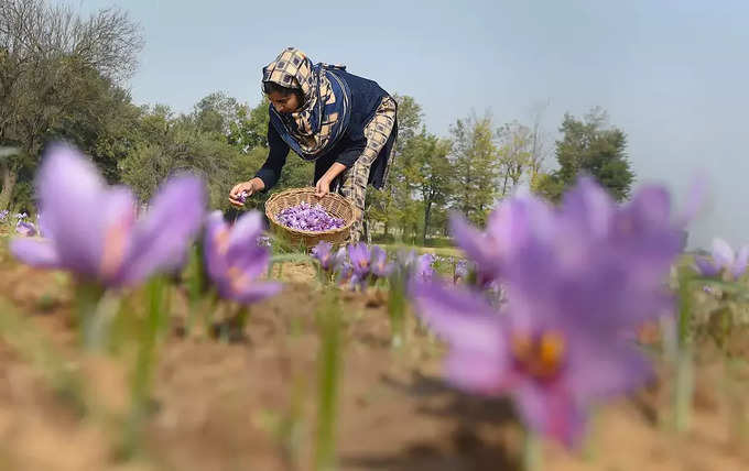 काश्मीरमध्ये केशराची शेती