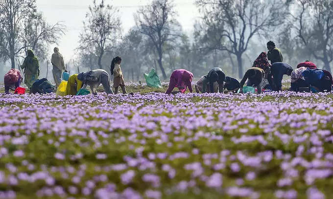 काश्मीरमध्ये केशराची शेती