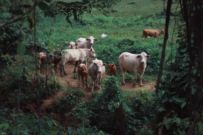 ​ಬ್ರಾಹ್ಮಣರಿಗೆ ಇದನ್ನು ನೀಡಿ