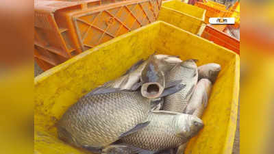 Fish Farming-এ বিরাট লাভ! সামান্য বিনিয়োগে মাসে আয় ₹2 লাখ