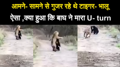 आमने- सामने से गुजर रहे थे टाइगर- भालू, ऐसा ,क्या हुआ कि बाघ ने मारा U- turn , देखिये Video
