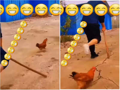 Viral: मालिक को चोट लगी तो नकल उतारने लगी ये मुर्गी, वीडियो देख पेट पकड़कर हंसेंगे आप!