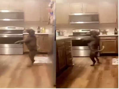 Funny Viral: कुत्ते के दो पैर चलने के अंदाज को देख आप भी हो जाएंगे हैरान, सोशल मीडिया पर वायरल हुआ वीडियो!