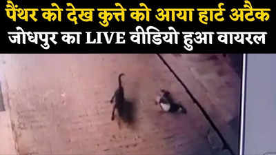 Viral Video: जोधपुर में पैंथर को देखकर कुत्ते को आया हार्ट अटैक, मौके पर ही मौत, वायरल हुआ CCTV वीडियो