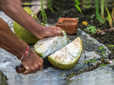 ചക്കപ്പൊടി: വാസ്തവത്തില്‍ പ്രമേഹം കുറയ്ക്കുമോ?