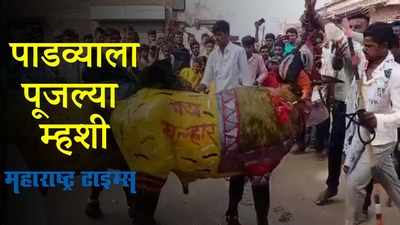 Amravati :  दिवाळी पाडव्याच्या निमित्तानं म्हशींना सजवलं गेलं