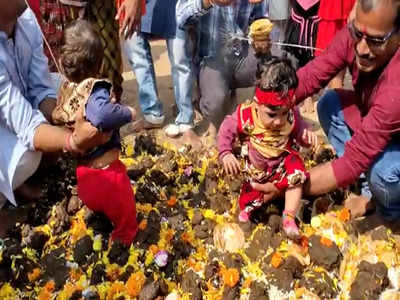 MP News: गोवर्धन पूजा पर अंधविश्वास की परंपरा, बच्चों को स्वस्थ रखने के लिए फेंकते हैं गोबर के ढेर पर