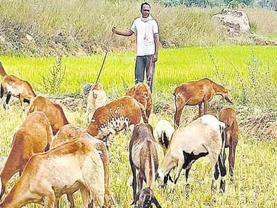 MPTC: గొర్లకాపరిగా ‘గులాబీ’ ఎంపీటీసీ.. షాకింగ్ రీజన్