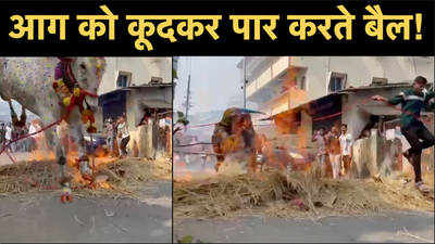 Animal Cruelty News: महाराष्ट्र के कल्याण में बैलों पर जुल्म! आग जलाकर कूदने पर किये गए मजबूर