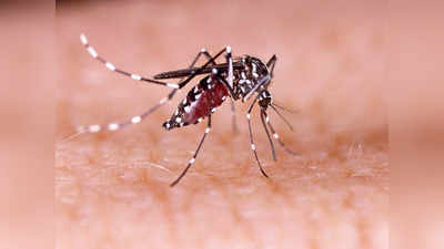 Kanpur Zika Virus: कानपुर में जीका की रफ्तार कायम...अब तक मिले 79 मरीज, सिर्फ 3 दिन में 43 केस