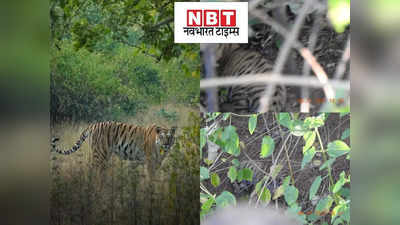 नौरादेही अभ्यारण्य में बढ़ा बाघों का कुनबा, बाघिन राधा ने दिया दो शावकों को जन्म